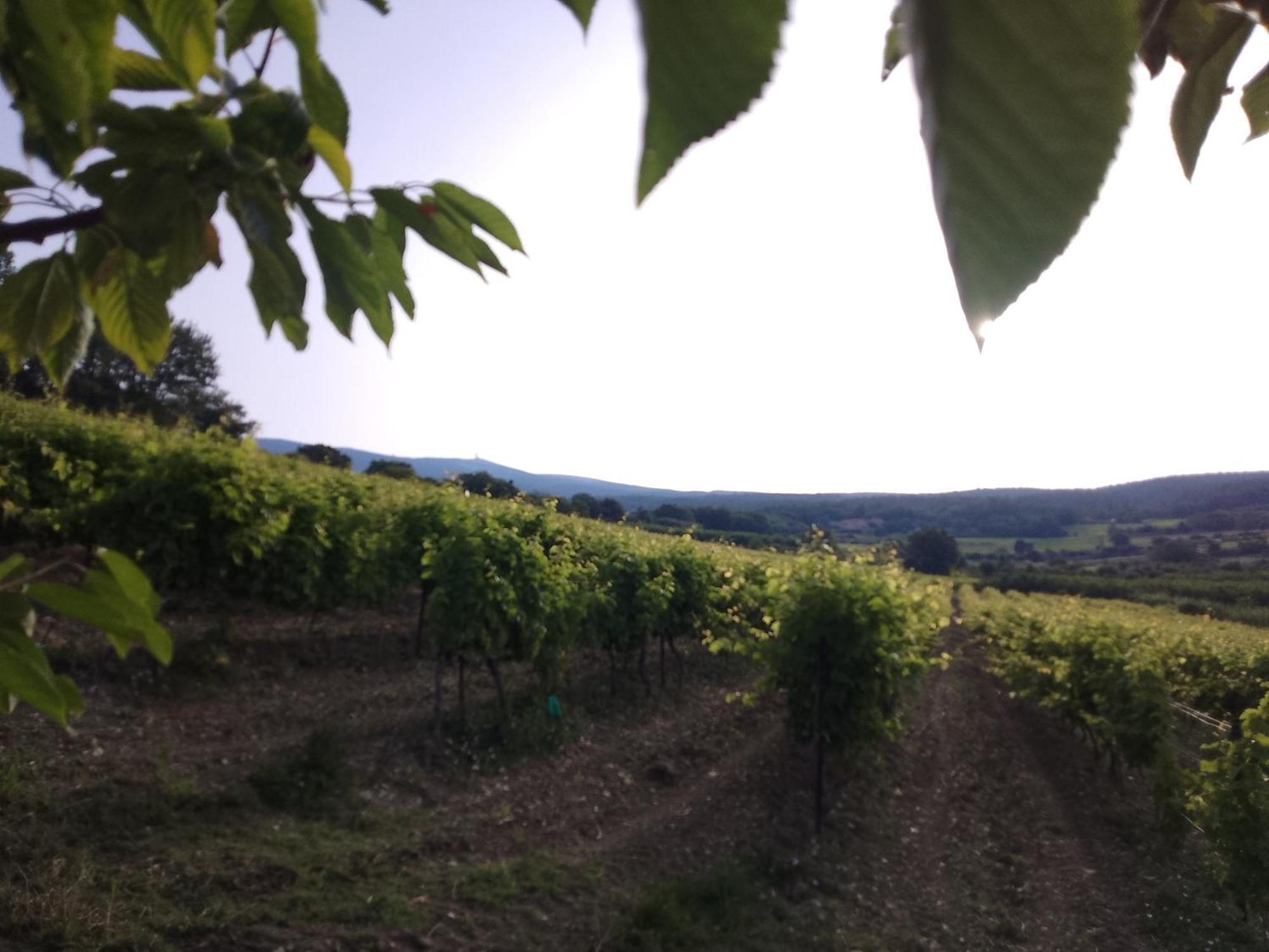 Les Gites Du Mont Ventoux 베두엥 외부 사진