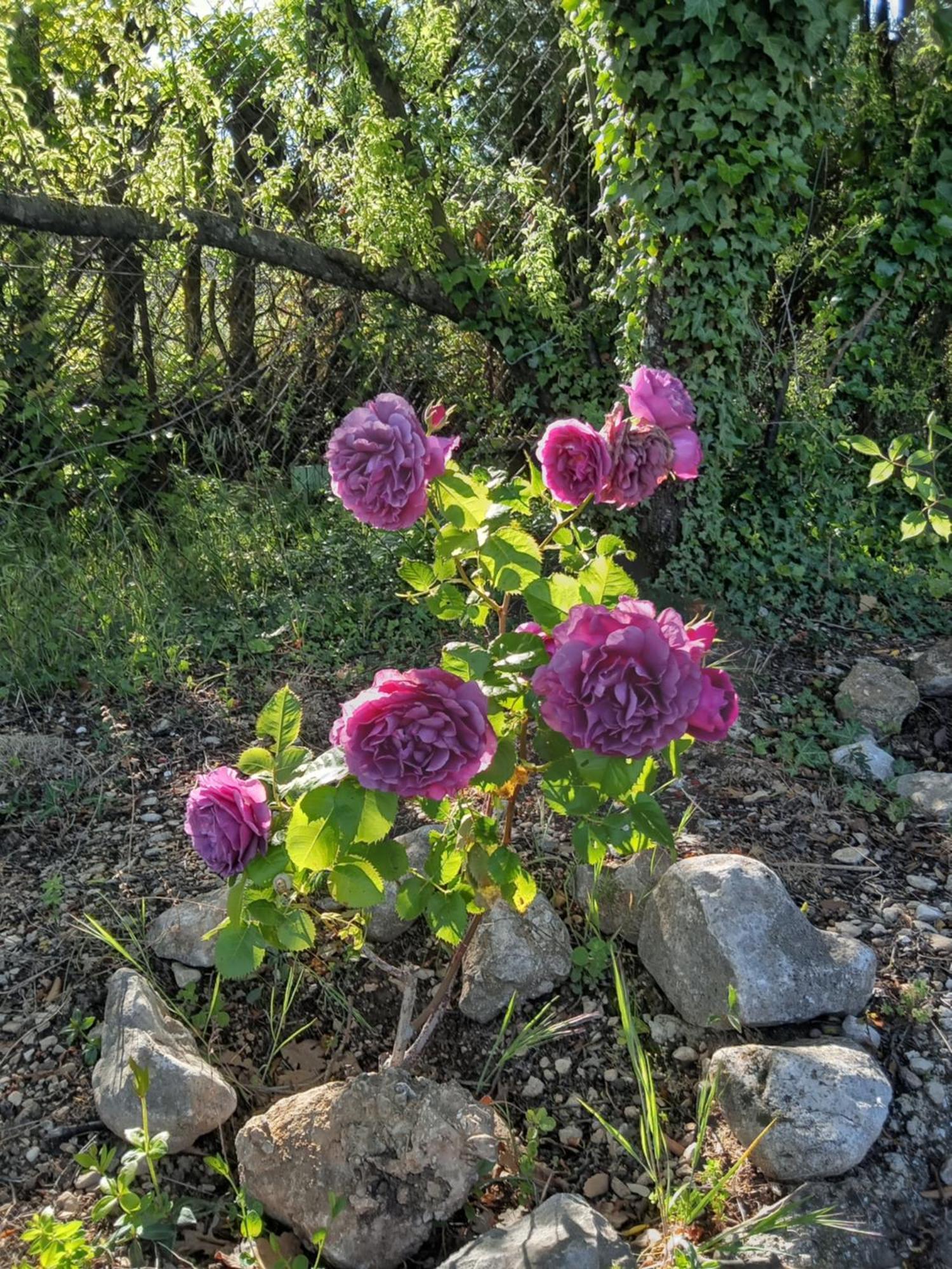 Les Gites Du Mont Ventoux 베두엥 외부 사진